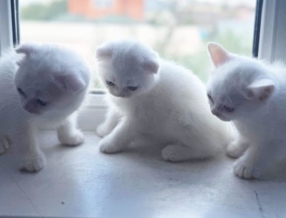 Продаютс котята британцы