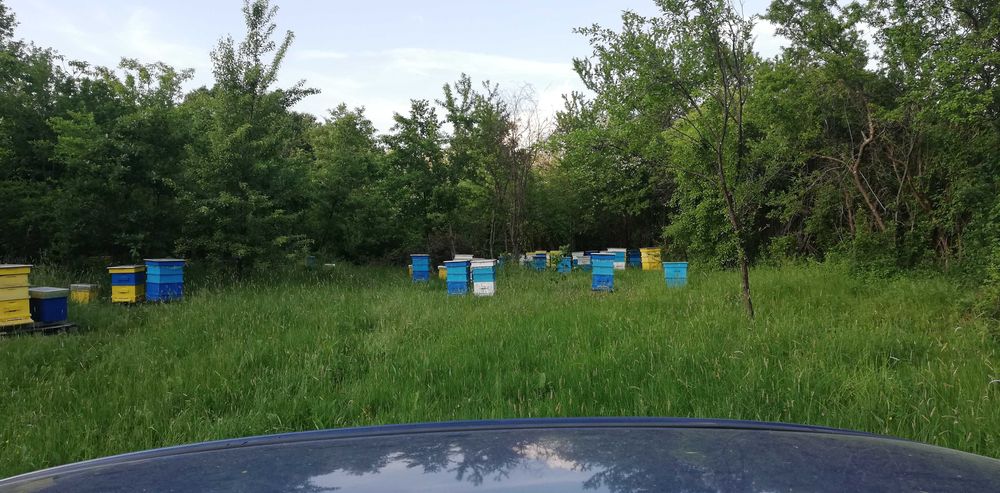 Пчелни отводки ЛР 2026