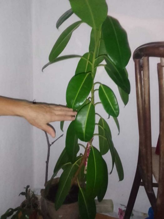 Продам комнатные фикусы и алоэ