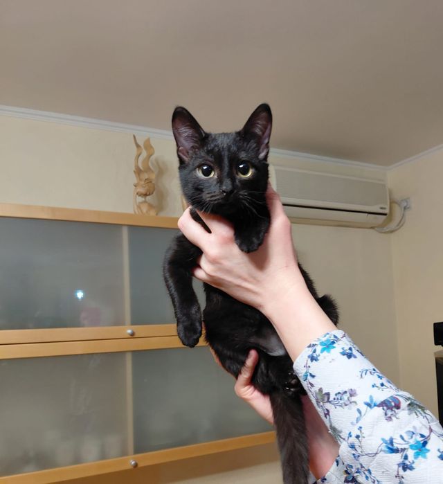 Отдам котенка в добрые руки