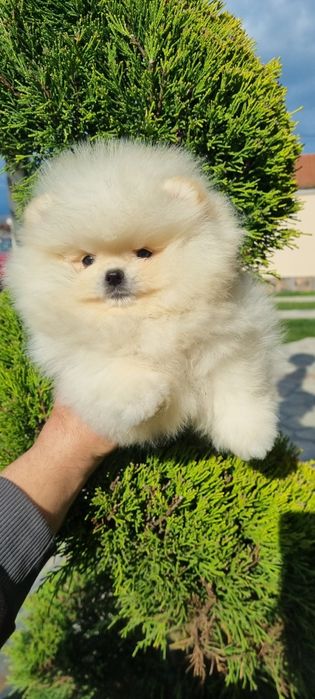 Померан померанче