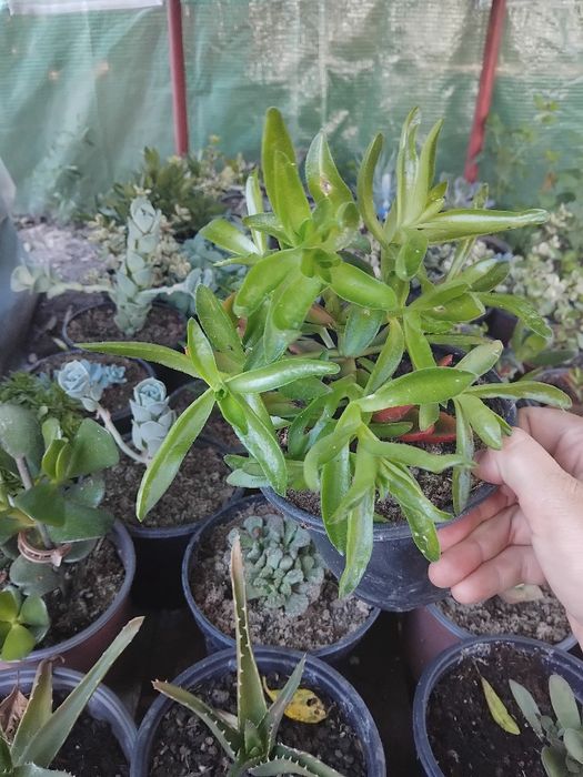 Florii sedumuri de vanzare