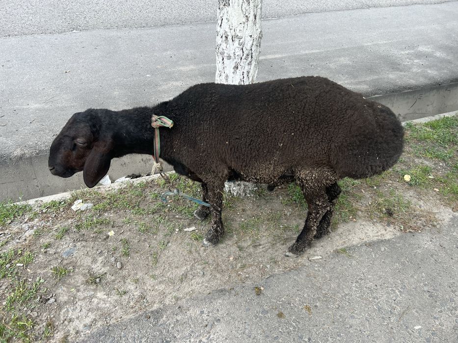 Quylar sog’lom qulog’i butun