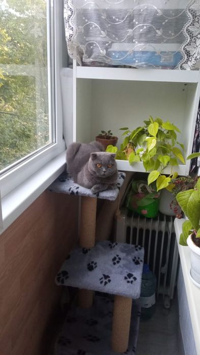 Отдаём кошку в хорошие руки