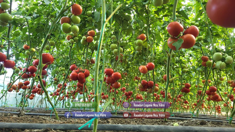 Rasaduri Legume : Rasad de rosii tomate ardei vinete castraveti varza