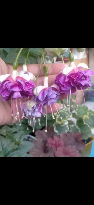 Комнатные цветы растения