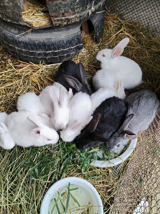 Quyon bolari sotiladi 2oyli kaliforna zot