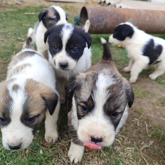 Алабай кушиктеры