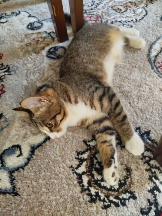 Кошка,  4 месячная, Латок