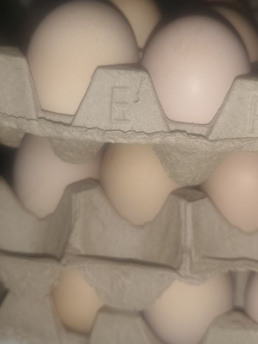 Яйца джерсийских гигантов