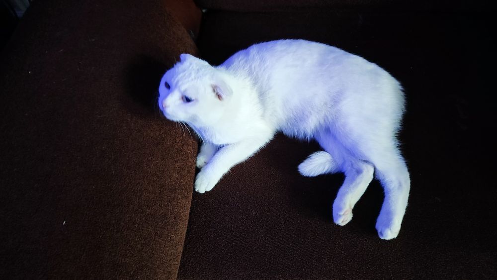 Белая веслаухая кошка