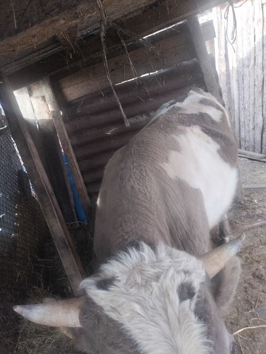 Продам быков с откорма