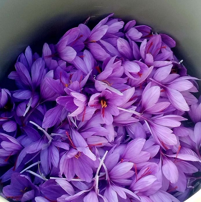 Sofran romanesc cultura proprie