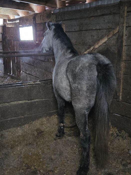 Кобыла(бие) откорм