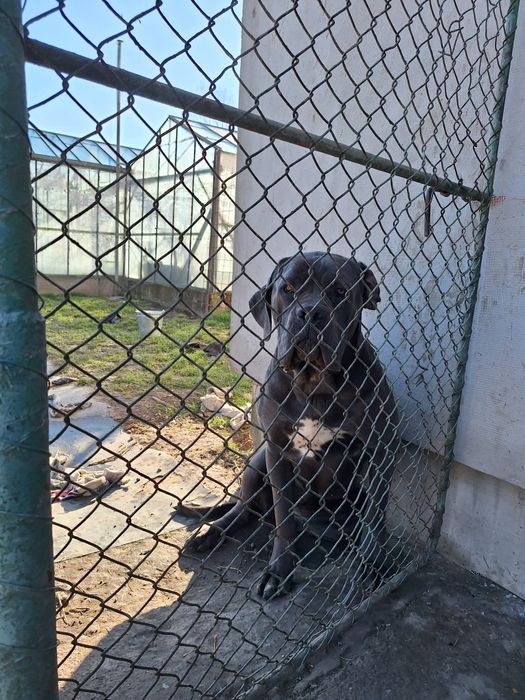 Donez femela cane corso