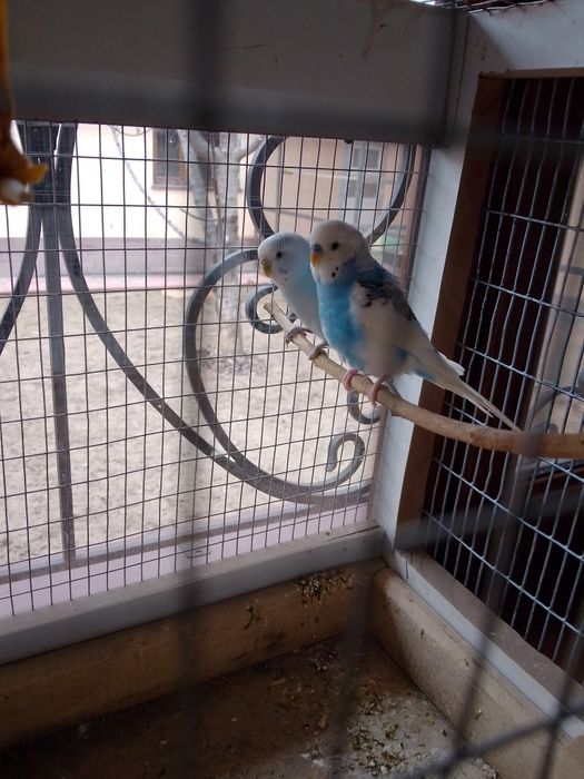 Продам папугаев Дешова