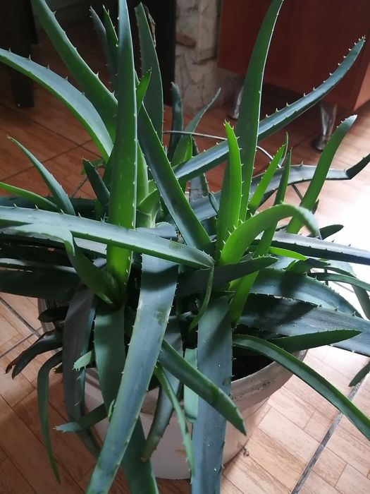 Продам Алоэ 3 года,