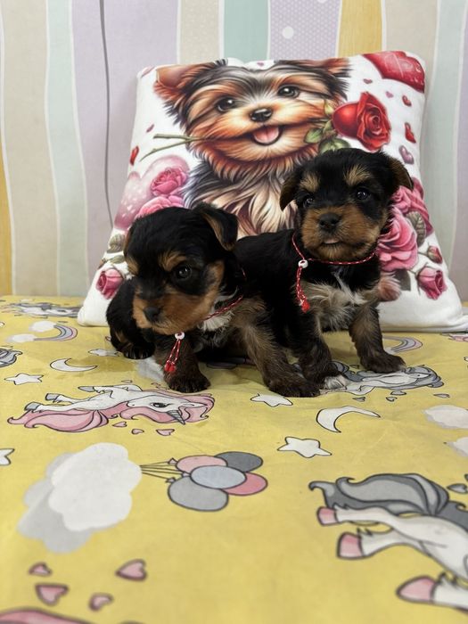 Йоркширски Териерчета