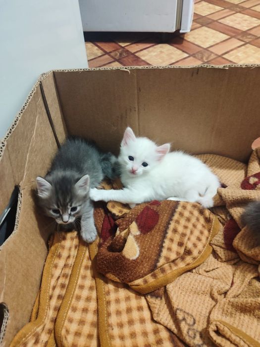 Котятки очень красивые