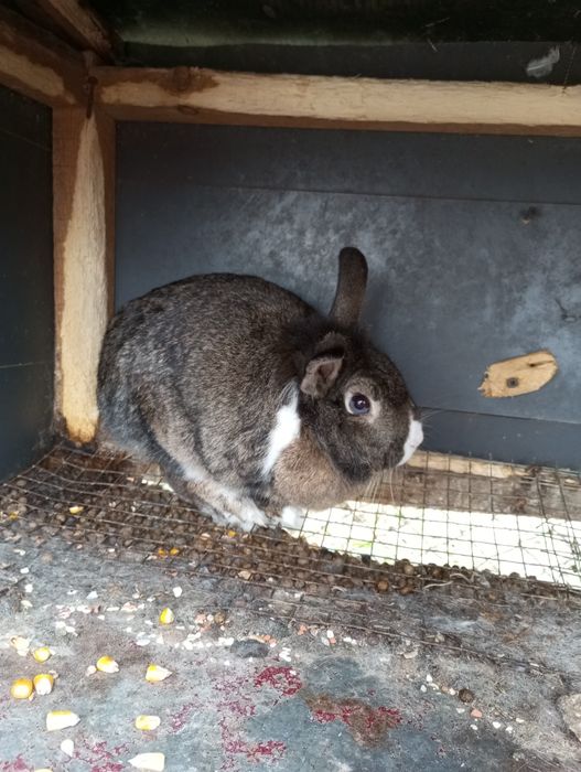 Iepuri porumbei de vânzare