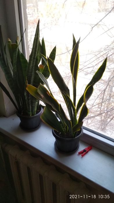 Продам алоэ,сансивьеру.