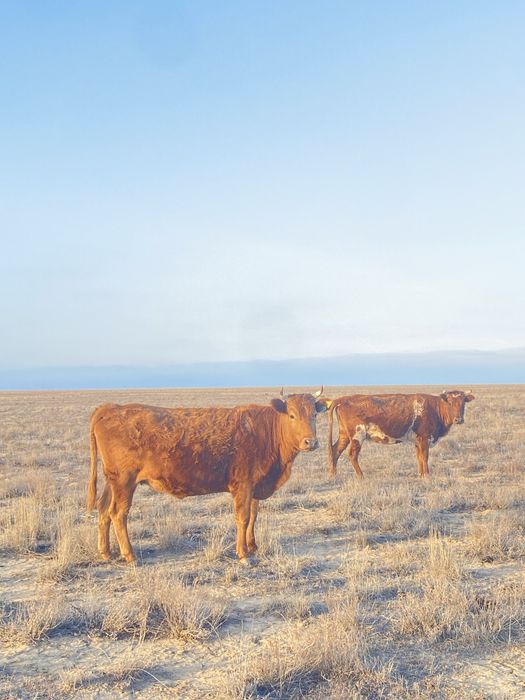 семіз қашарлар сатылады