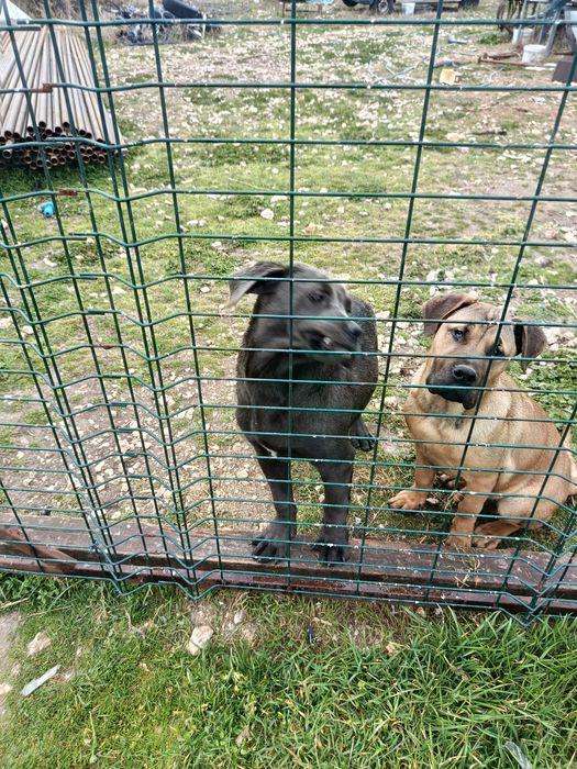 Свободни две мъжки преса канарио и Кане корсо