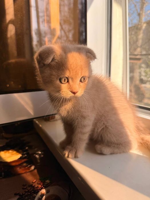 Порода:Скотиш Фолд.