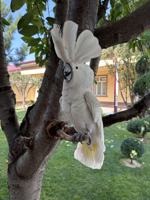 Бело хохлый какаду сотилади Идеал ручной пара иккаласи хам гапиради.