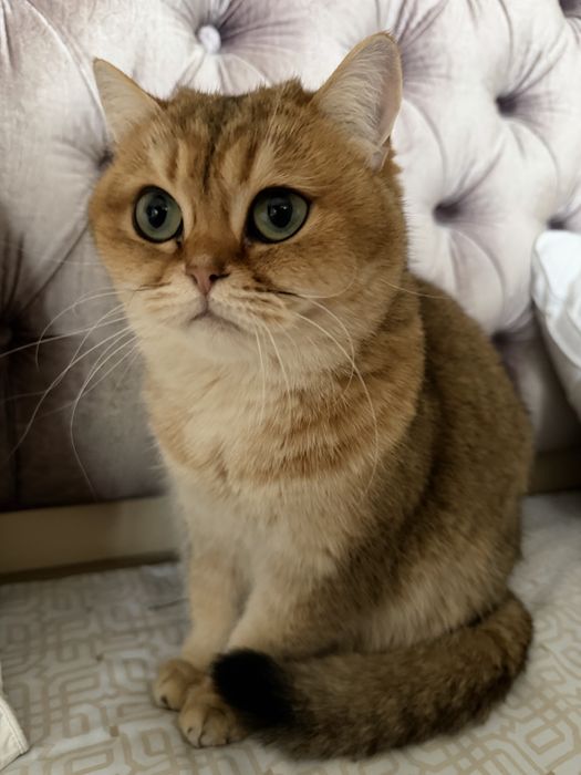 Отдам кошечку в самые добрые руки