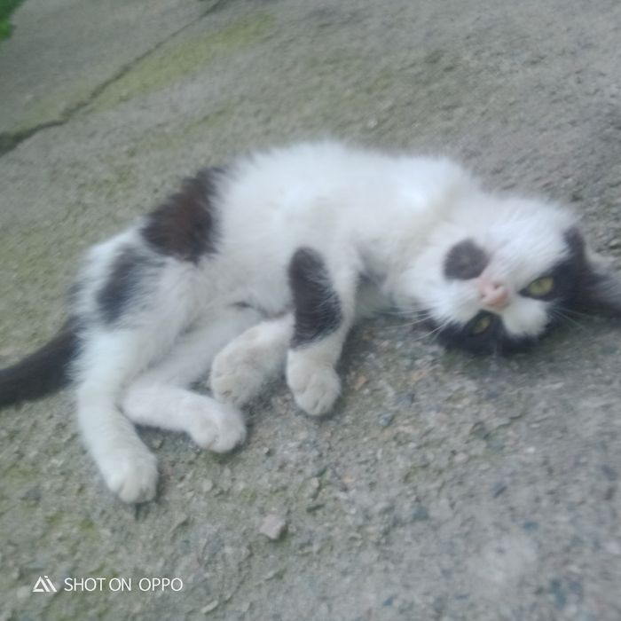 Котенок девушка добрые ручки