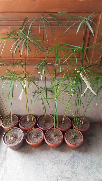 Комнатные цветы циперус, вид циперуса.