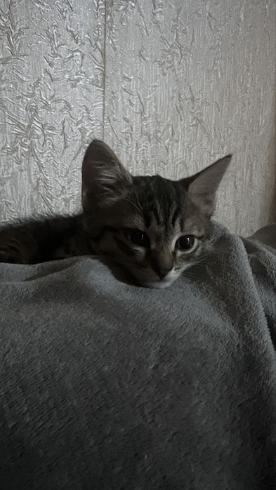 Отдам котеночка в добрые руки!