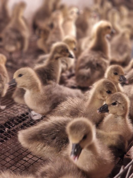 Гуси Крупно Серый и Линда