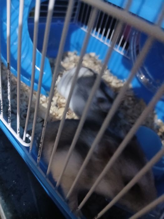 Хомяки с клеткой