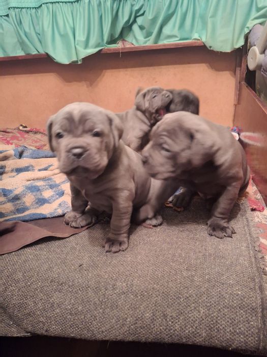 Кане Корсо италяно