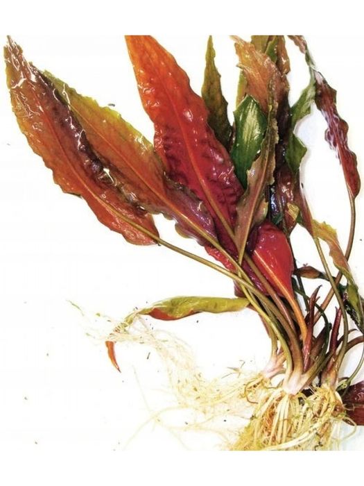 Криптокорина. Криптокорина.