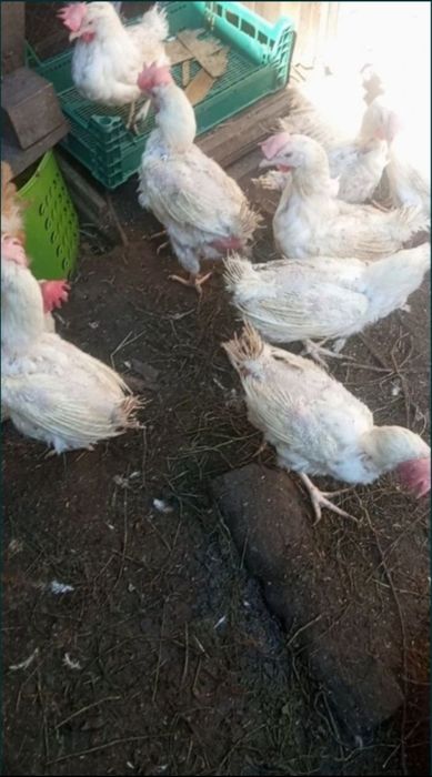 Продажа курей не сушек