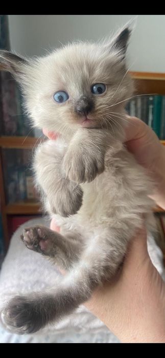 котята маленькие