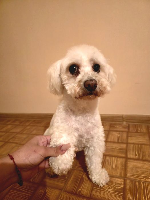 Tund caini si pisici la domiciliul clientului