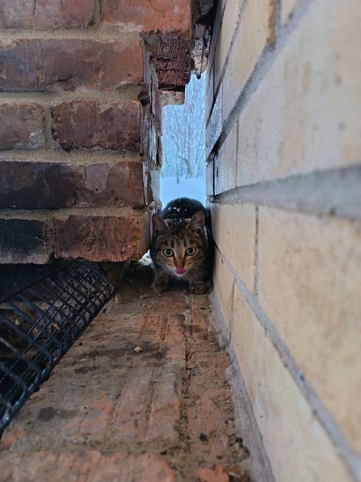 Котята  ищут  дом