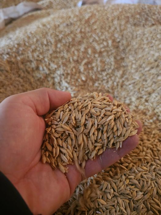 Orzoaica de primavara