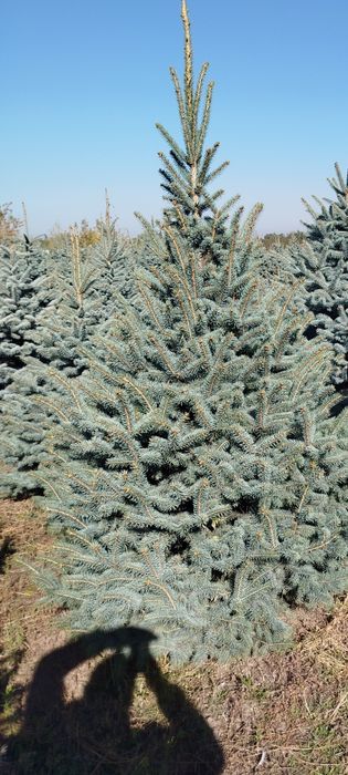 Galiboy yel oq archa