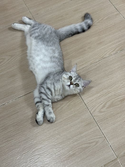 Кот британец для вязки,