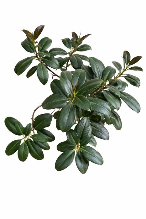 Фикус каучуконосный («резиновое дерево»).