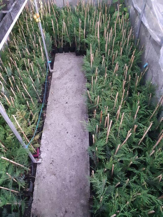 Leylandi chiparos 30-110 cm, calitatea,  nu e fir subtire