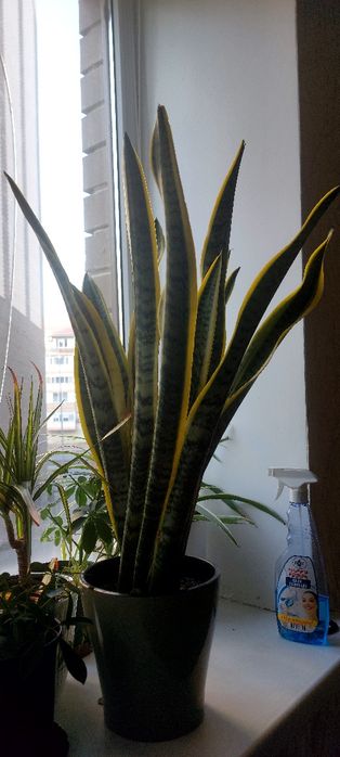 Комнатные цветы ухоженные