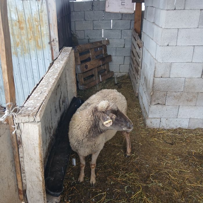 Қой сатам 80 мың тенге