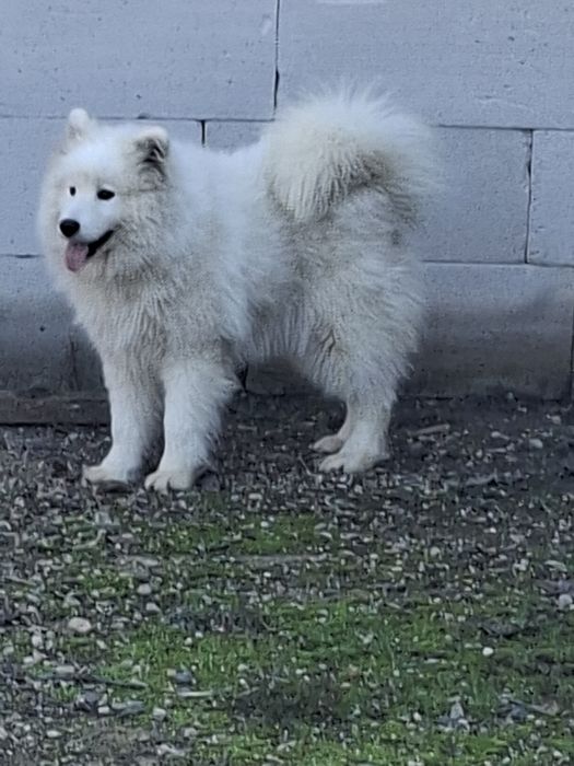De vânzare caine samoyed