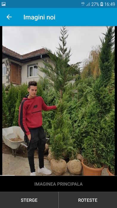 Tuia leylandi columnaris smarald gazon rulou